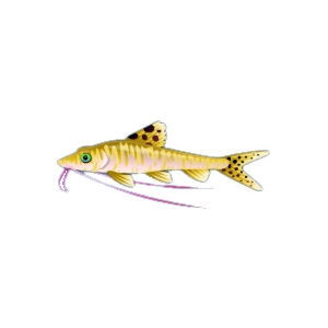 Grapevine Pictus Catfish